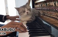 Brahms’ Lullaby for Meow – Lunch Dream of Haburu